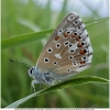 polyommat bellargus female3 don